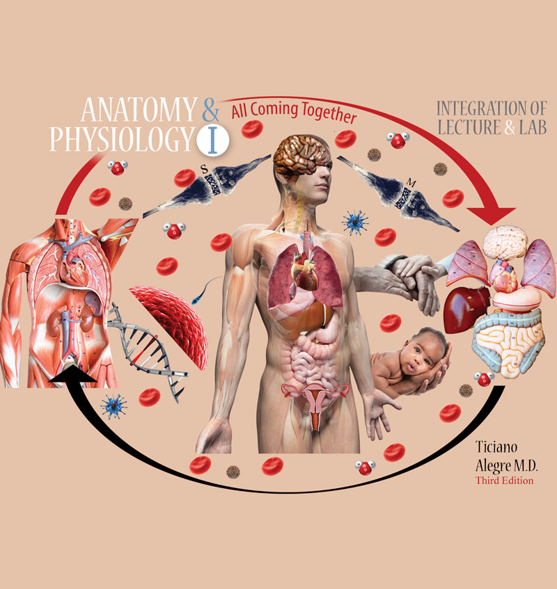 Anatomy & Physiology I: All Coming Together