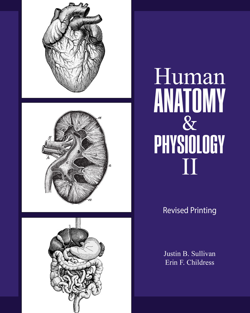 Human Anatomy and Physiology II | Higher Education