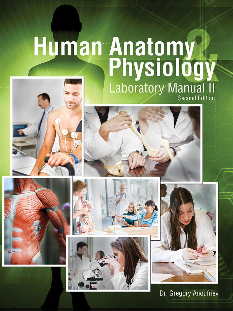 anatomy and physiology lab A streamlined, workbook-style approach to the a&p lab this full-color laboratory manual is designed for instructors who teach a two-semester anatomy & physiology lab course, but do not require the full range of laboratory exercises found in marieb’s best-selling human anatomy & physiology lab manuals (cat, fetal pig, and main. anatomy and physiology lab A streamlined, workbook-style approach to the a&p lab this full-color laboratory manual is designed for instructors who teach a two-semester anatomy & physiology lab course, but do not require the full range of laboratory exercises found in marieb’s best-selling human anatomy & physiology lab manuals (cat, fetal pig, and main.
