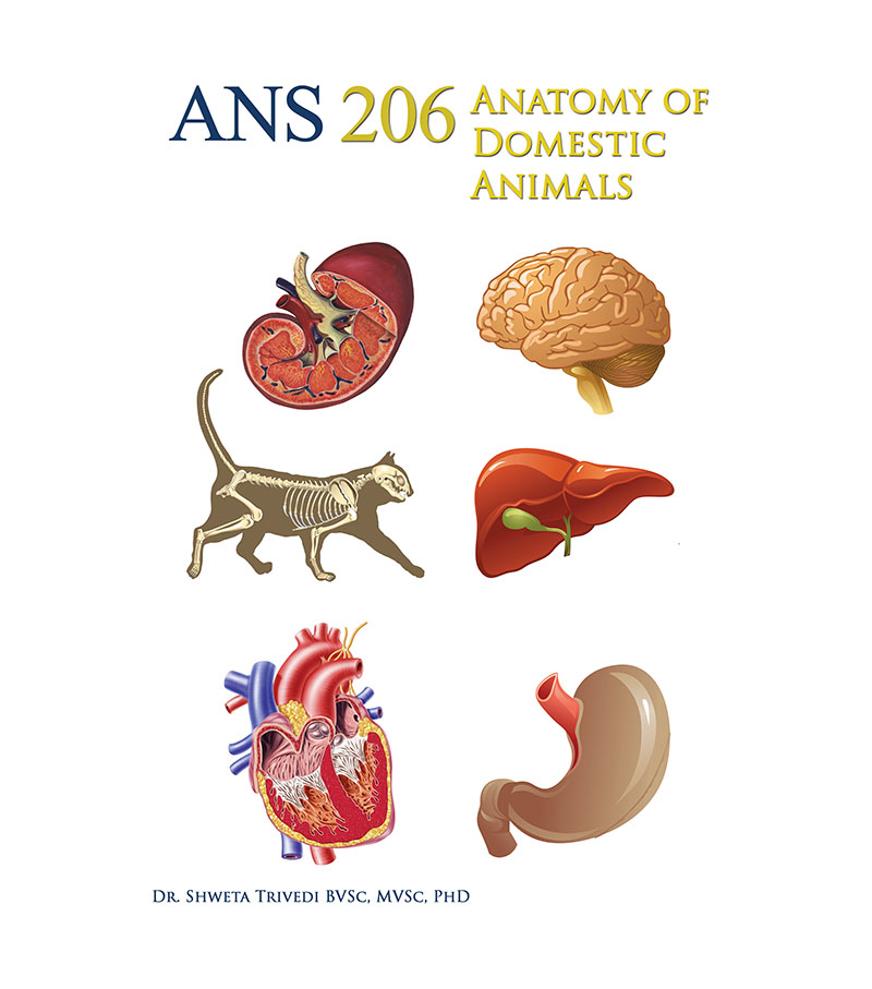 ANS 206: Anatomy of Domestic Animals