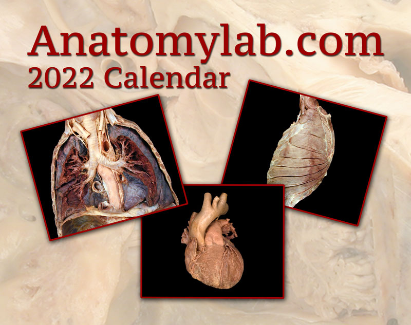 2022 Anatomy Yearly Calendar