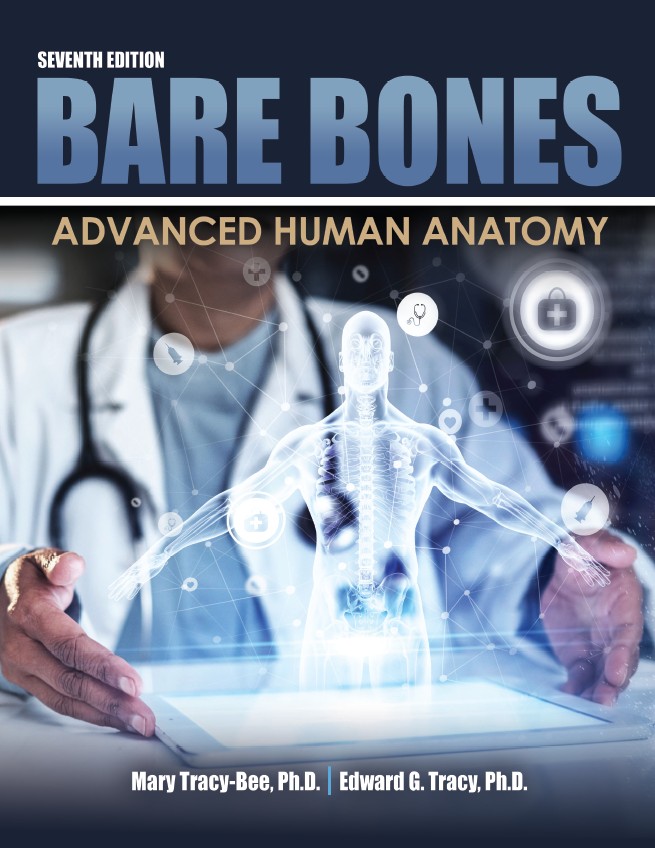 Bare Bones: Advanced Human Anatomy