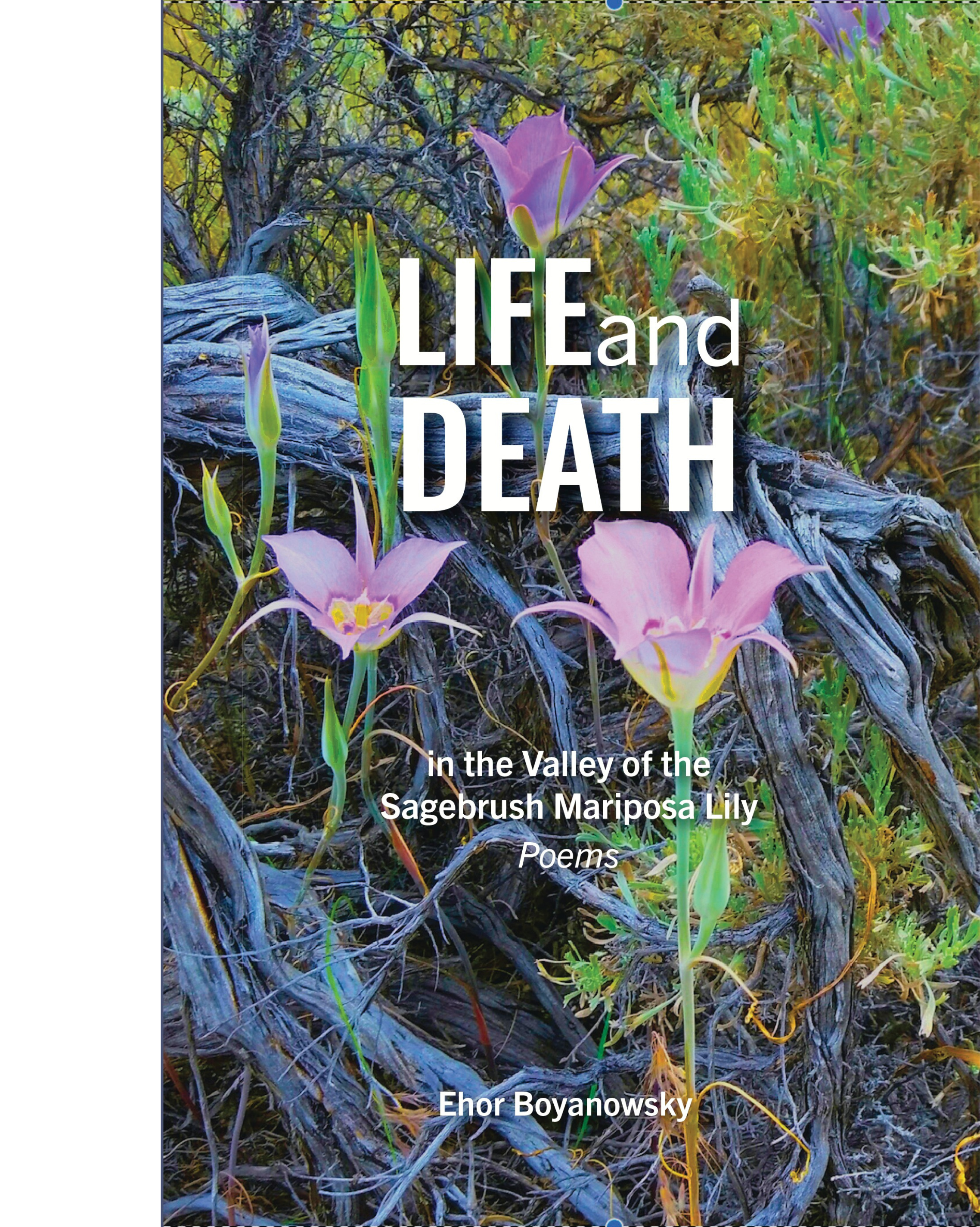 Life and Death in the Valley of the Sagebrush Mariposa Lily