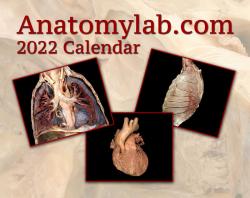 2022 Anatomy Yearly Calendar