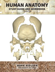 Human Anatomy