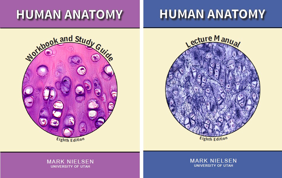 Human Anatomy