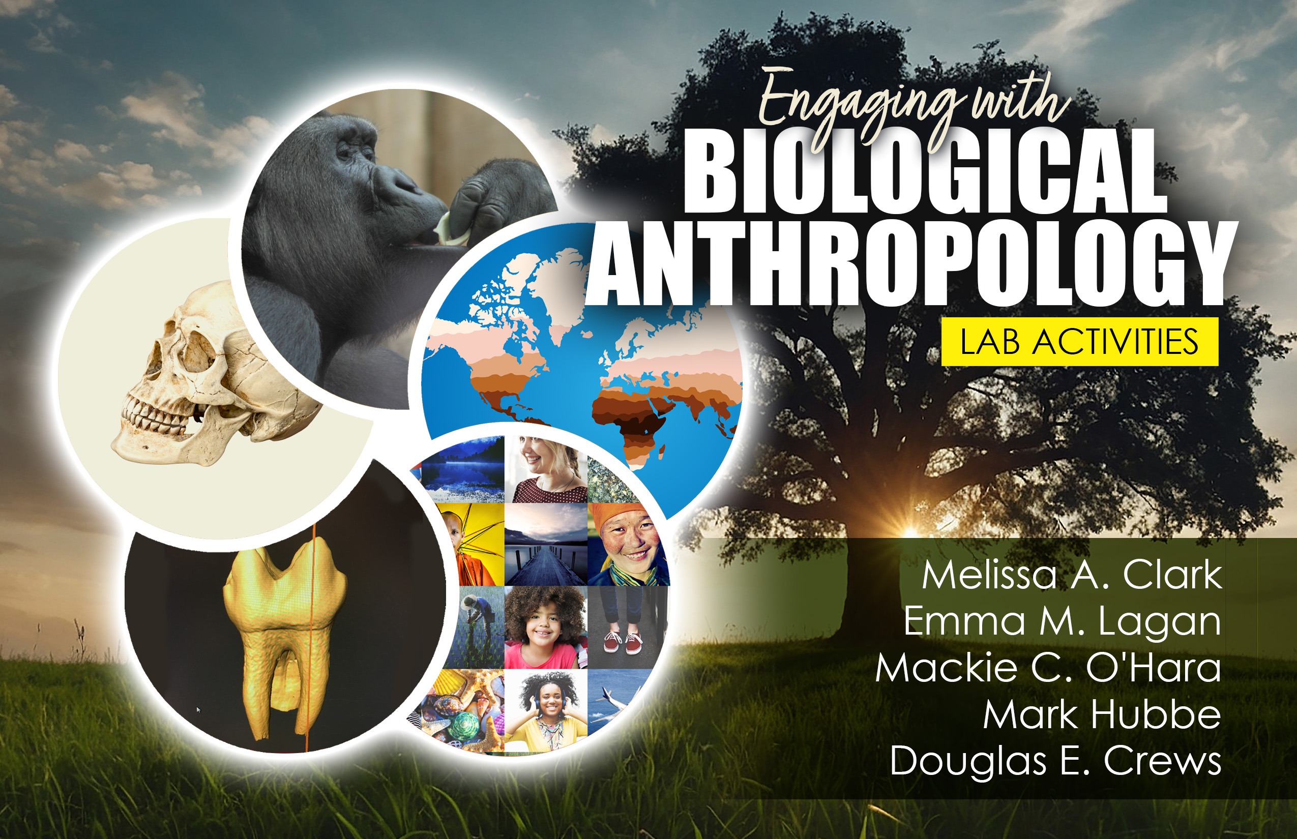 Engaging with Biological Anthropology Lab Activities